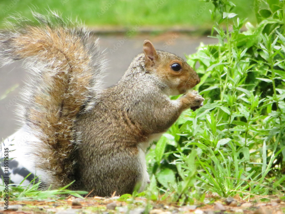 fluffy cute squirrel with a nut fluffy cute squirrel with a nut