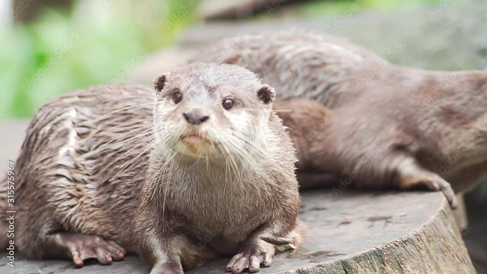 Something catches a curious Asian Small-clawed Otter's attention Something catches a curious Asian Small-clawed Otter's attention