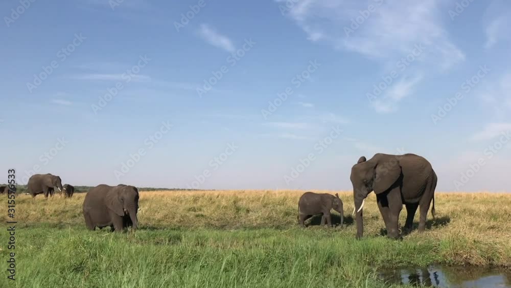 African Elephant mother and calf come to the river's edge to drink African Elephant mother and calf come to the river's edge to drink