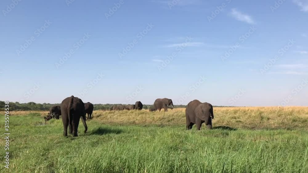 African Elephants eat grass on green Savanna near the Chobe River African Elephants eat grass on green Savanna near the Chobe River
