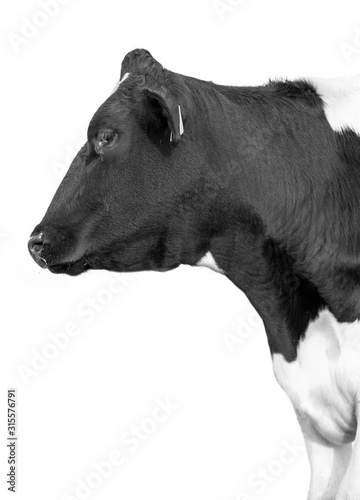 Cow on a white background isolated.
