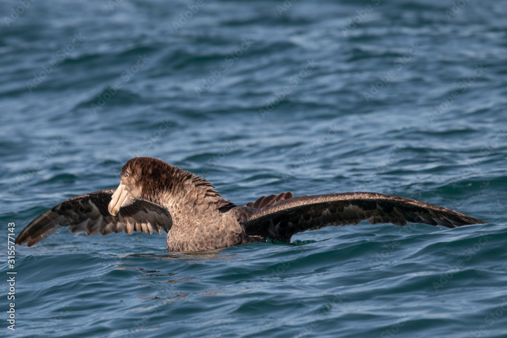 Fototapeta premium Northern Giant Petrel