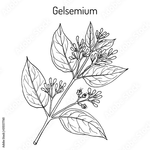 Gelsemium elegans, medicinal plant photo