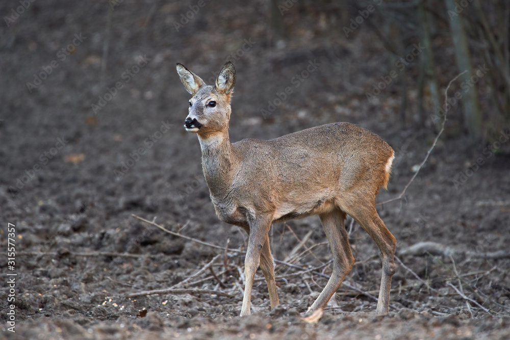 Roe deer in the forest