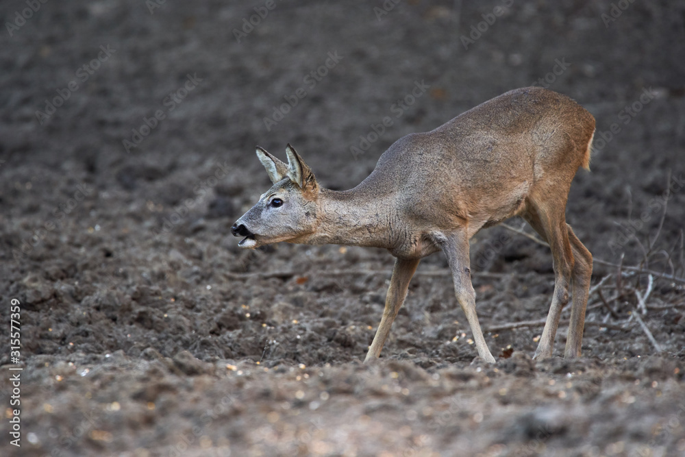 Fototapeta premium Roe deer in the forest