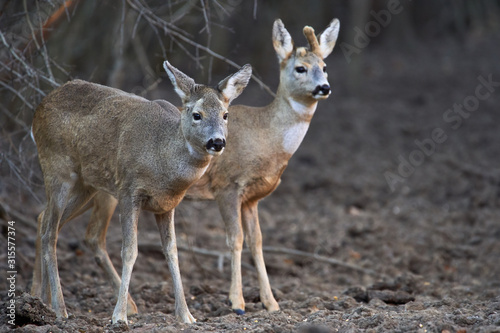 Group of roe deer and buck © Xalanx