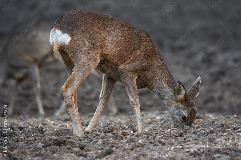 Fototapeta premium Group of roe deer and buck
