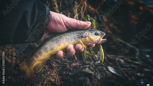 Fototapeta Naklejka Na Ścianę i Meble -  A beautiful brown trout is caught spinning.