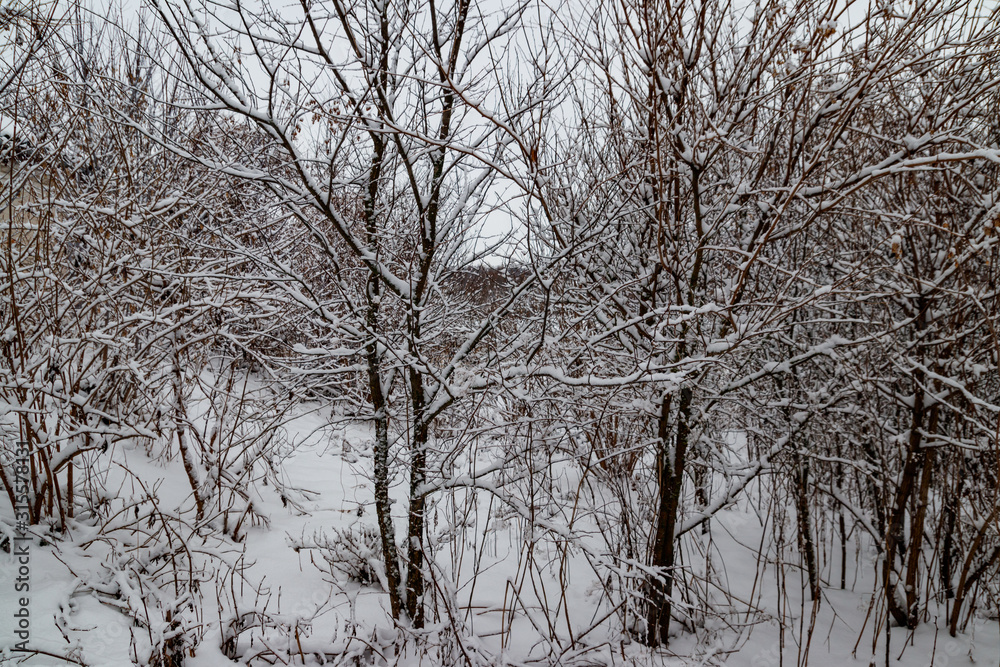 Trees covered with fresh snow in winter forest