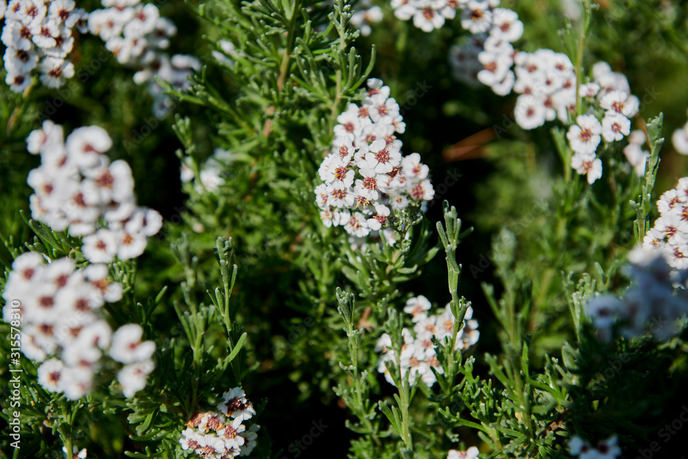 Flores blancas en medio del bosque en verano