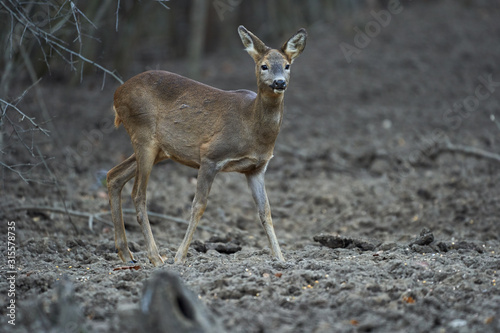 Fototapeta Naklejka Na Ścianę i Meble -  Roe deer in the forest