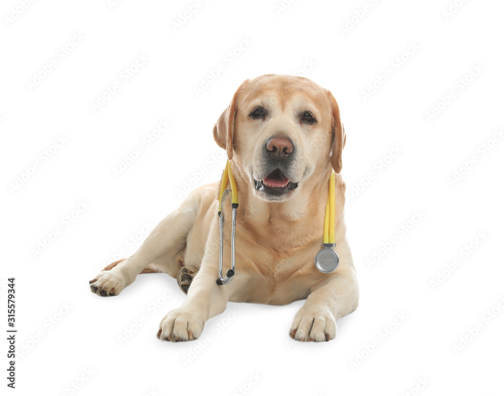Cute Labrador dog with stethoscope as veterinarian on white background