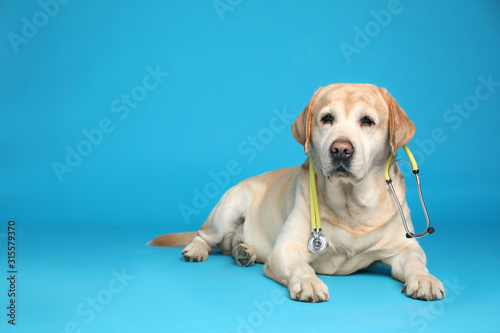 Cute Labrador dog with stethoscope as veterinarian on light blue background