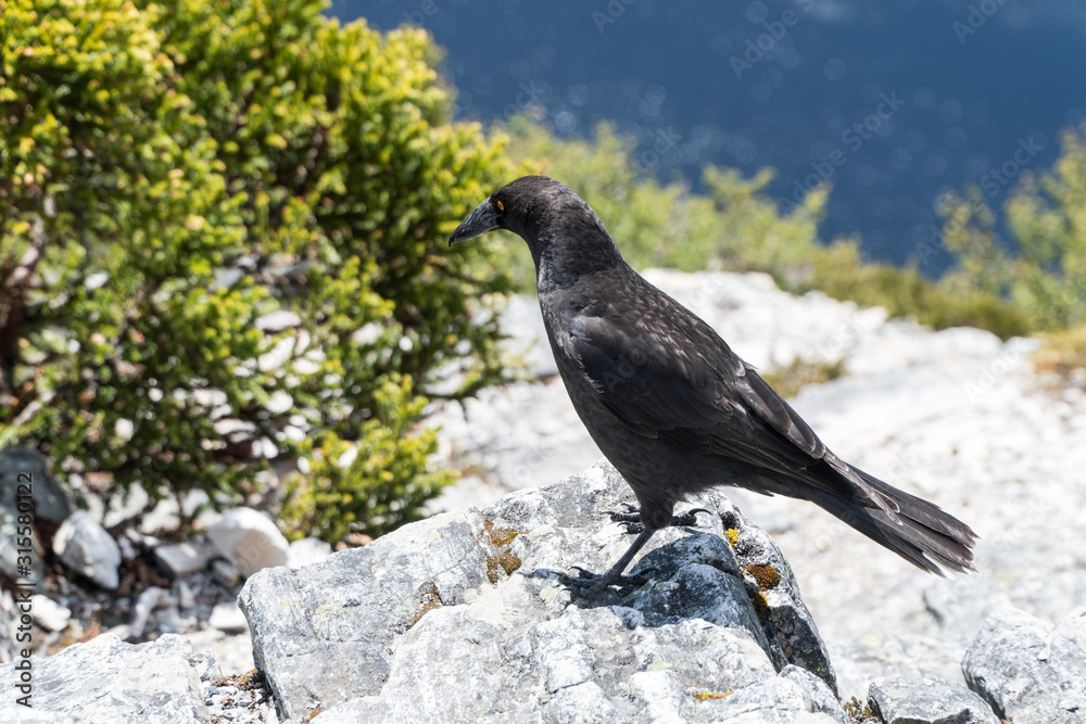 black crow on a rock at cradle mountain black crow on a rock at cradle mountain