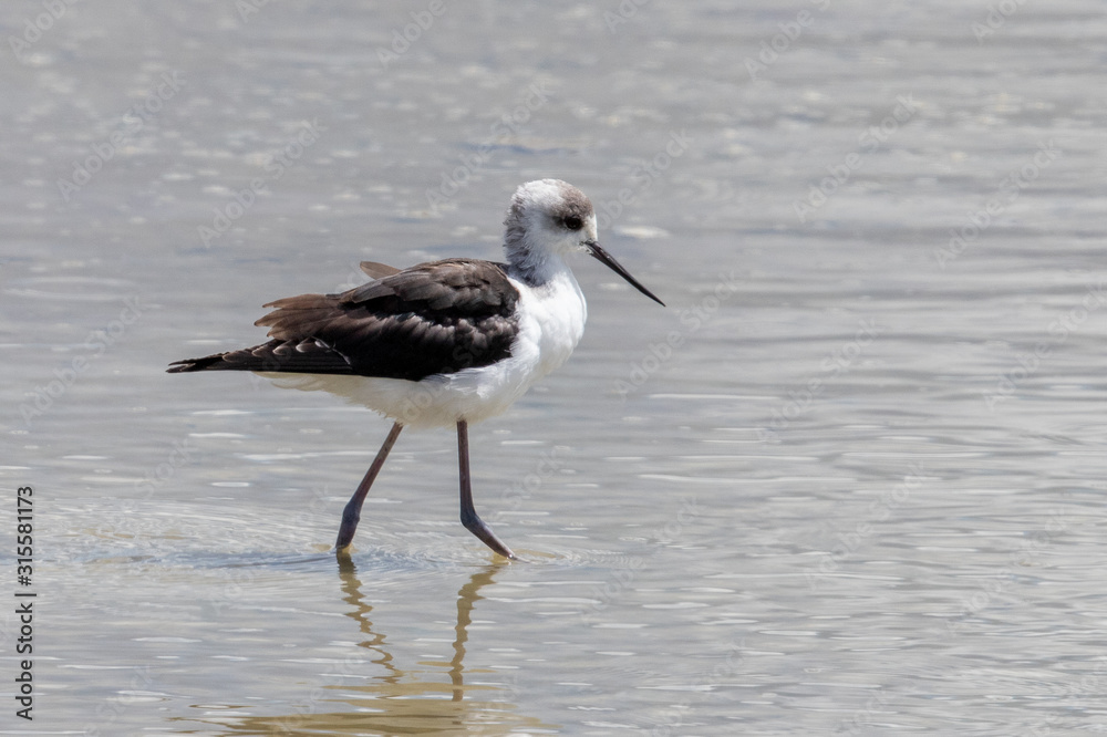 Pied Stilt Pied Stilt