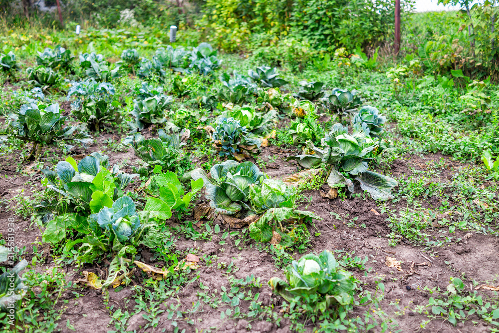Green cabbage garden rows outside outdoors view of plants growing in garden soil dirt on farm Green cabbage garden rows outside outdoors view of plants growing in garden soil dirt on farm