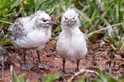 Silver / Red-billed Gull