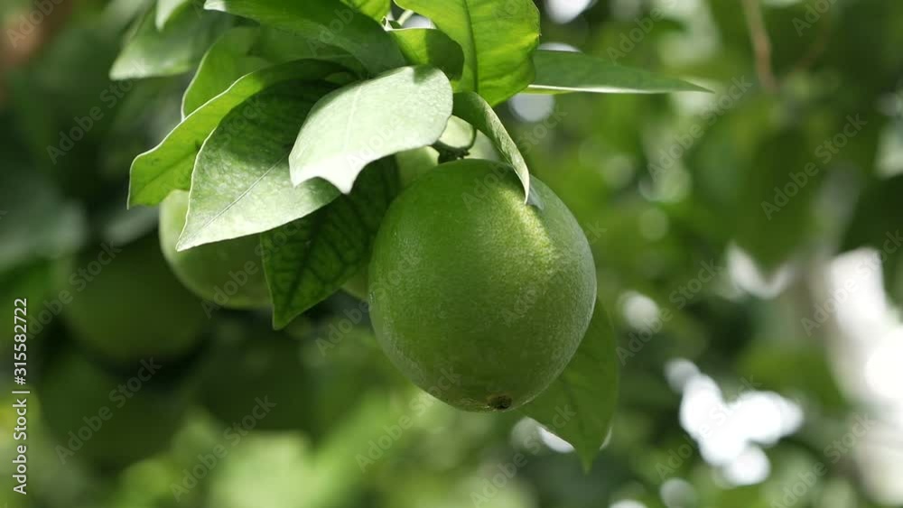 Green lemons on the tree. Lemons against the background of green leave Green lemons on the tree. Lemons against the background of green leave