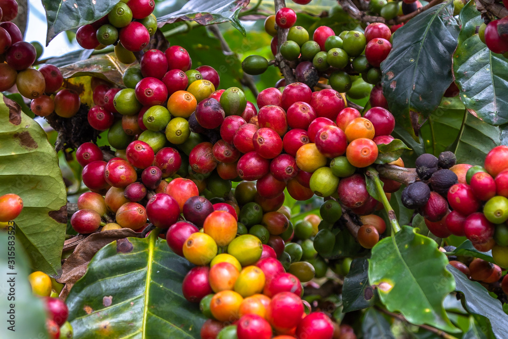 Branch of Coffee Beans. Close up of colorful coffee beans on the tree. Only the deep reds are ready to picked up by hand. Photo taken in a Farm located in Guatemala. Branch of Coffee Beans. Close up of colorful coffee beans on the tree. Only the deep reds are ready to picked up by hand. Photo taken in a Farm located in Guatemala.