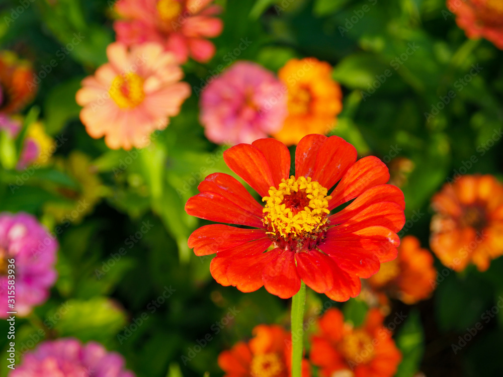 Close-up shot of bright red Zinnia flowers blooms on a blurry background of flower and leaf in the flower garden. Close-up shot of bright red Zinnia flowers blooms on a blurry background of flower and leaf in the flower garden.