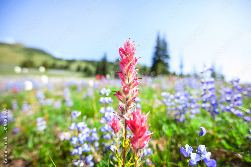 Obraz premium Mountain meadow