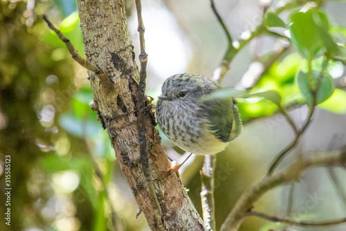 South Island Rifleman in New Zealand