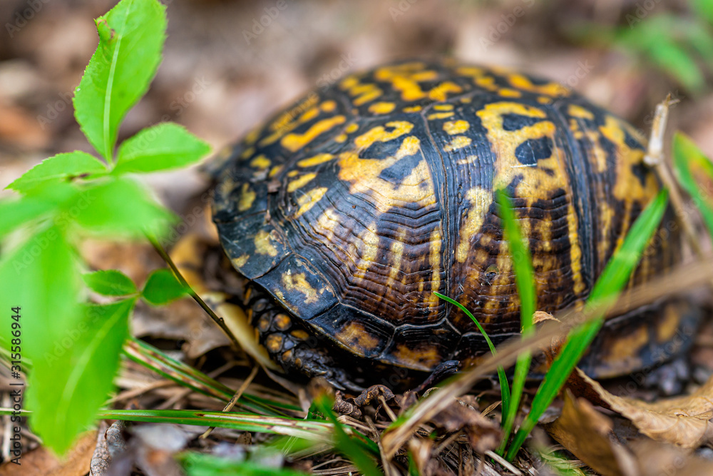 Above closeup macro view of cute small wood woodland box turtle hiding in shell in Virginia garden forest Above closeup macro view of cute small wood woodland box turtle hiding in shell in Virginia garden forest