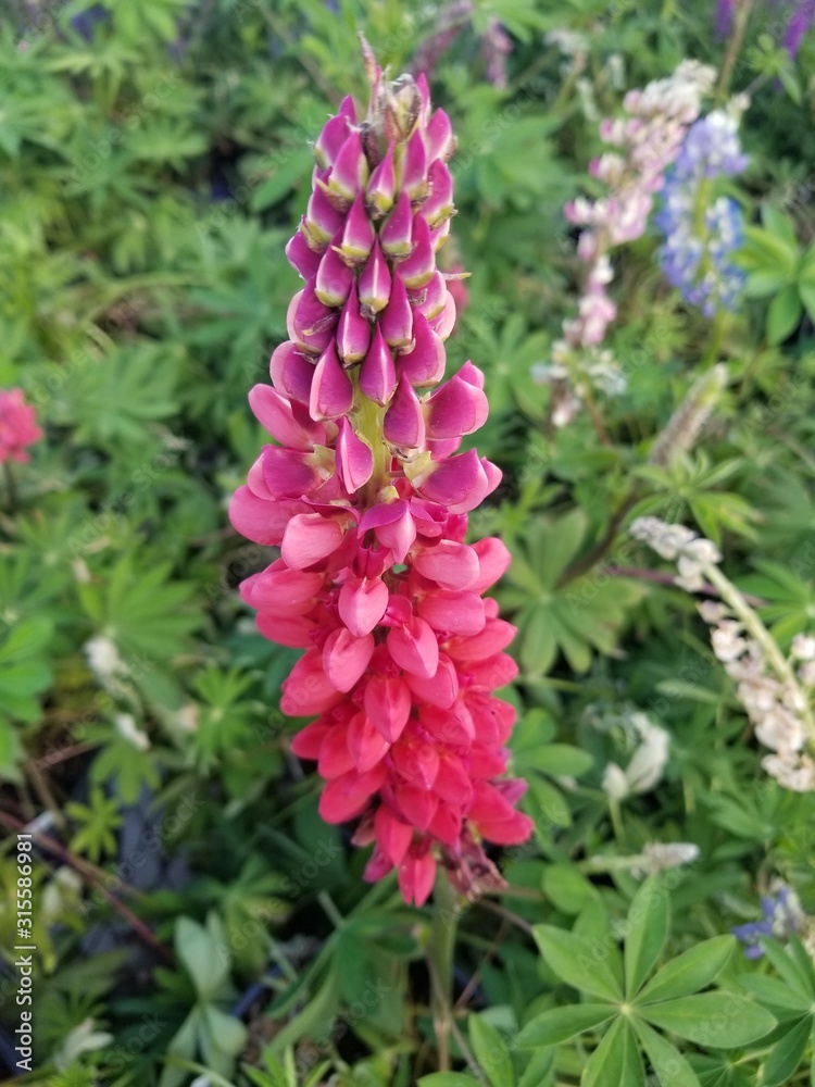 flowers in the garden