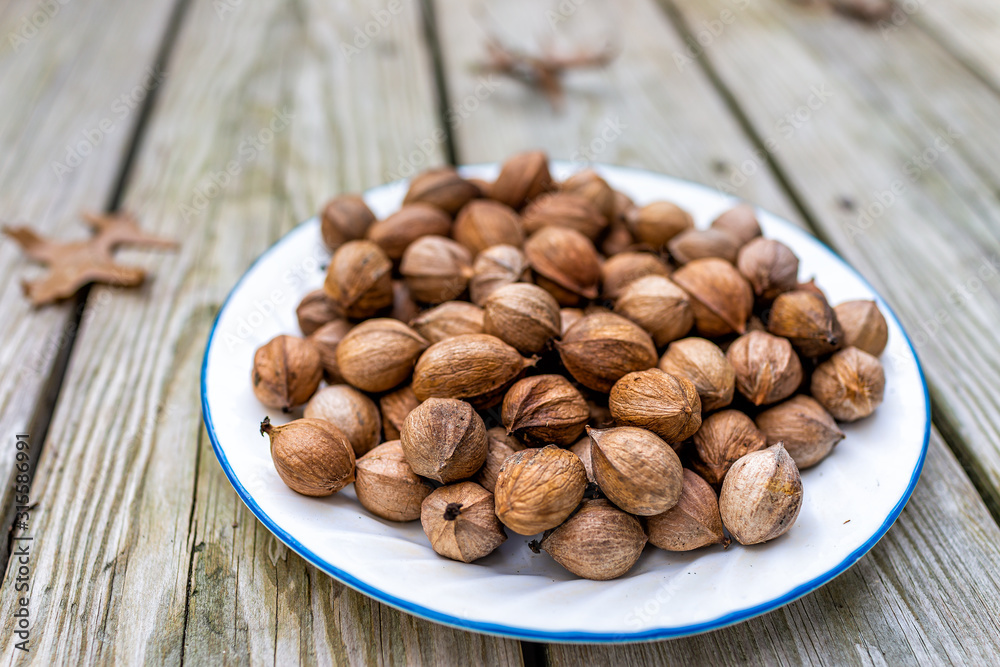 Closeup on wooden background and pile of raw pecan nuts pile ingredient foraged in autumn on plate in shells Closeup on wooden background and pile of raw pecan nuts pile ingredient foraged in autumn on plate in shells