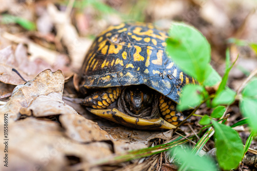 Closeup macro view of cute small wood box turtle hiding in shell with head face in Virginia garden forest