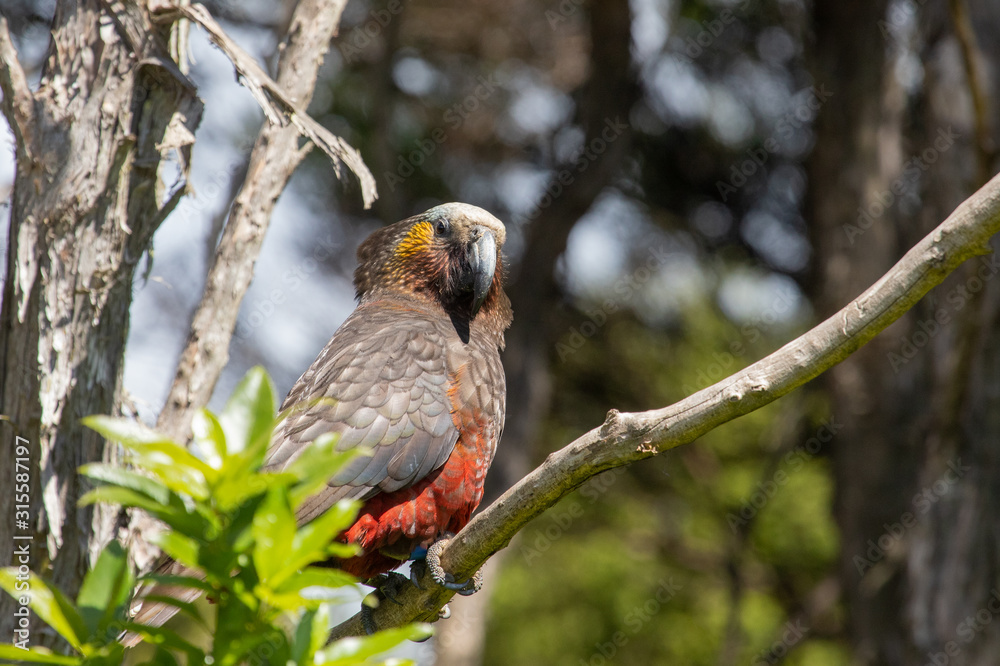 South Island Kaka Parrot in New Zealand