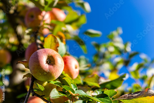 Apple orchard with tree branch macro closeup of pink and red fruit in garden in autumn fall farm countryside in Virginia isolated with green leaves blue sky background photo