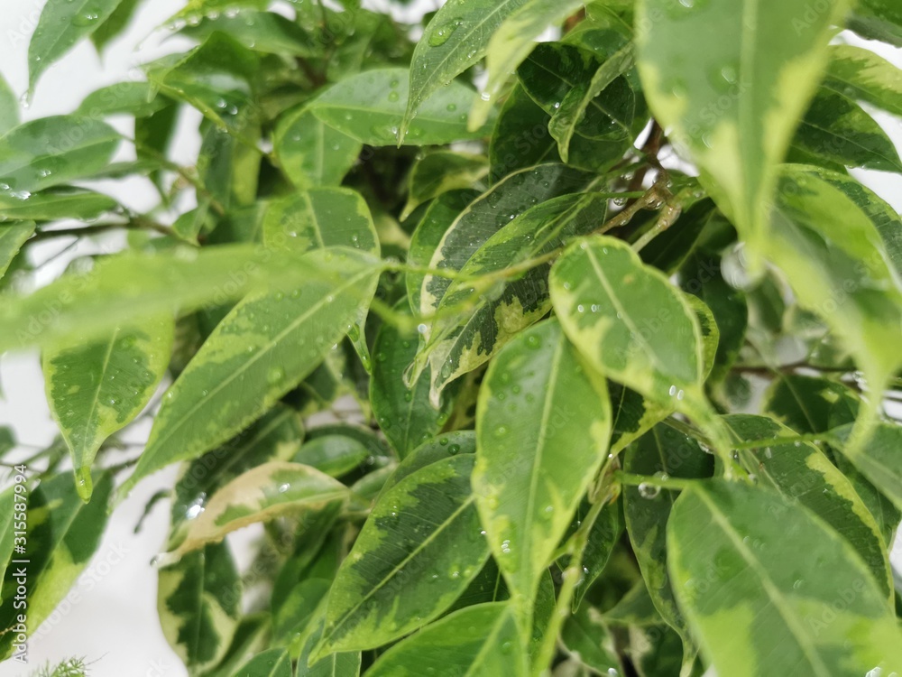 Houseplant ficus Benjamin, green leaves. Close-up shot. Nature background. Green leaves texture. Floral pattern Houseplant ficus Benjamin, green leaves. Close-up shot. Nature background. Green leaves texture. Floral pattern