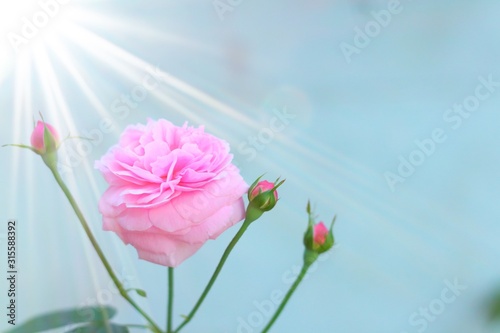 Pink rose bloom in garden. Valentine day or special anniversary day background
