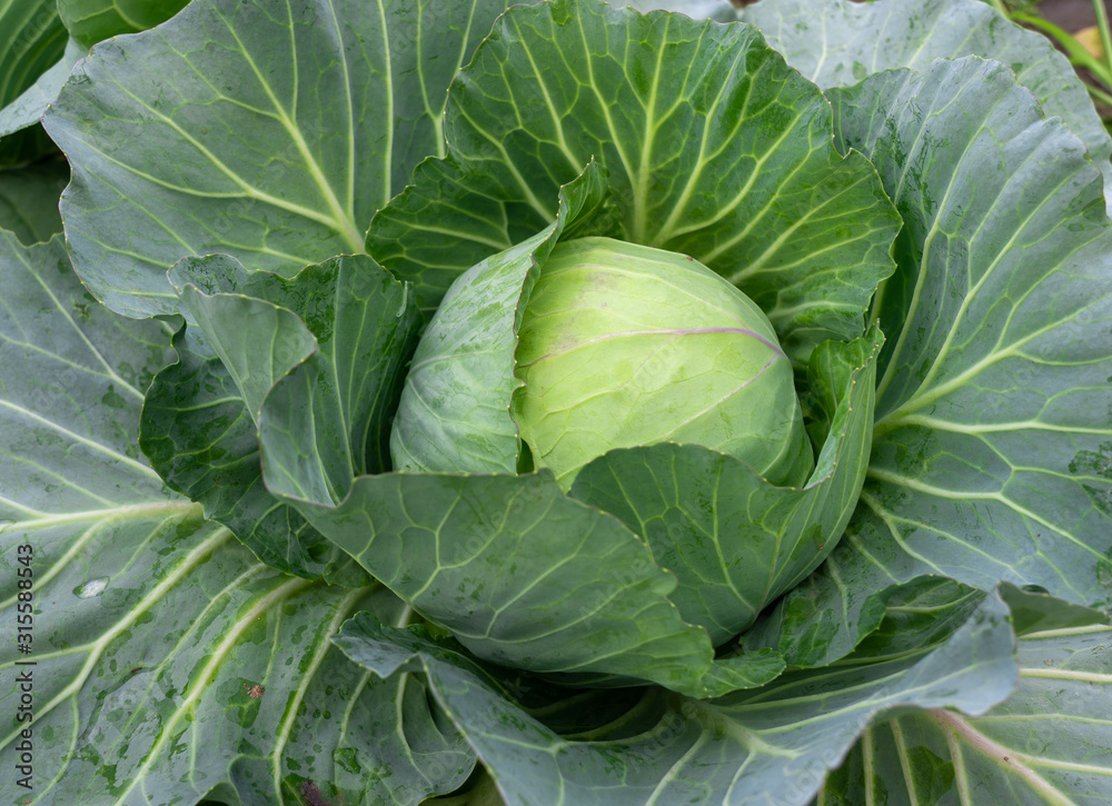 Obraz premium Top view of fresh cabbage in the garden.