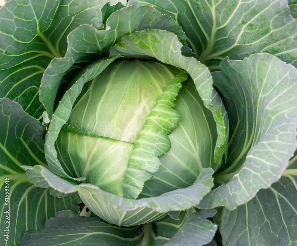 Obraz premium Top view of fresh cabbage in the garden.
