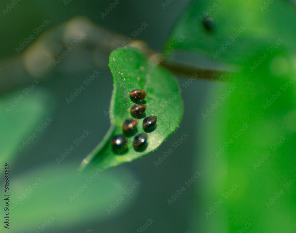 Insects lay eggs on the leaves by macro shot Insects lay eggs on the leaves by macro shot