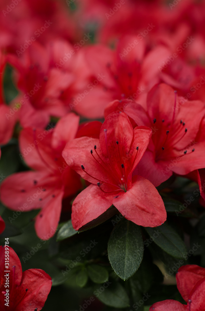 Beautiful vibrant azalea flower tree blooming in the botanical garden, in Kyiv. Bright flowers Close up. Beautiful vibrant azalea flower tree blooming in the botanical garden, in Kyiv. Bright flowers Close up.
