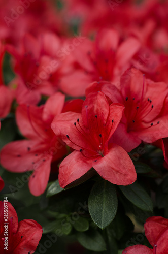 Beautiful vibrant azalea flower tree blooming in the botanical garden, in Kyiv. Bright flowers Close up. photo