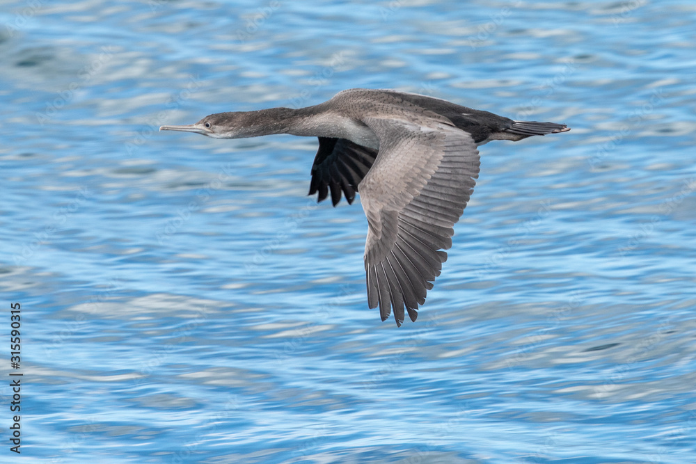 Spotted Shag in New Zealand