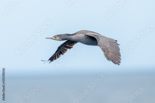 Spotted Shag in New Zealand © Imogen