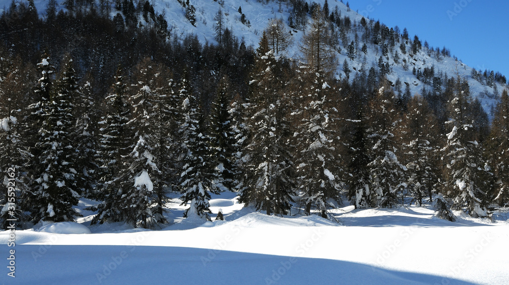 Enchanting winter scene with fir and larch forest at Passo San Pellegrino in the Italian Dolomites. Val di Fiemme. Italy. Enchanting winter scene with fir and larch forest at Passo San Pellegrino in the Italian Dolomites. Val di Fiemme. Italy.