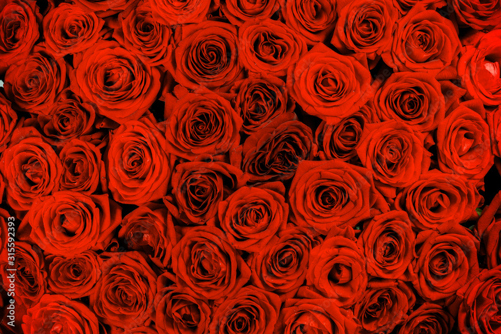 Red rose close up backgroud Red rose close up backgroud
