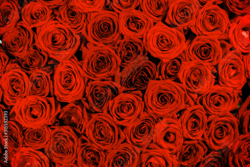 Red rose close up backgroud