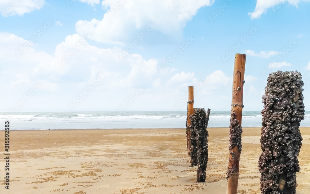 Reed fence Bamboo palisade on empty Sea beach Island. A fence of bamboo