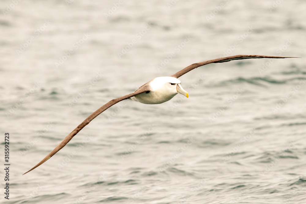 White-capped Mollymawk Albatross White-capped Mollymawk Albatross