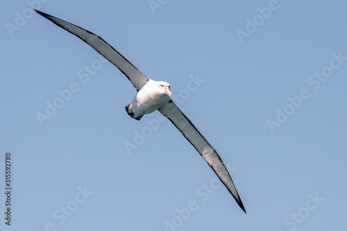 White-capped Mollymawk Albatross