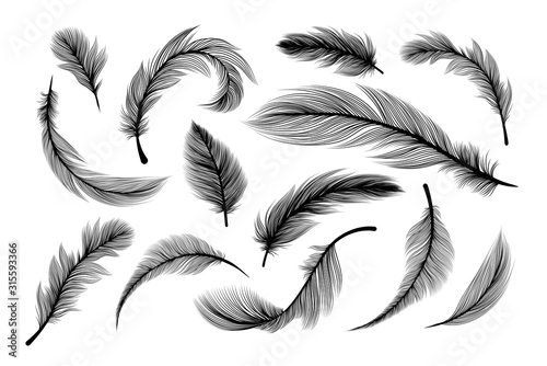 Feathers, vector black silhouettes with fluffy plumage texture. Feather quills flying and falling, abstract bird plume black on white background, isolated design elements with laser cut effect photo