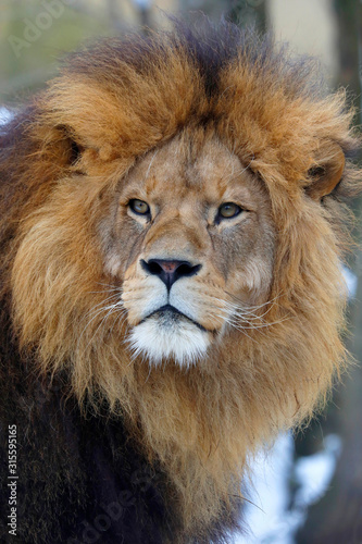 Berberlöwe, Atlaslöwe oder Nubische Löwe (Panthera leo leo) Portrait