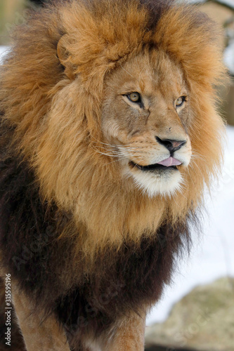 Berberlöwe, Atlaslöwe oder Nubische Löwe (Panthera leo leo) Portrait